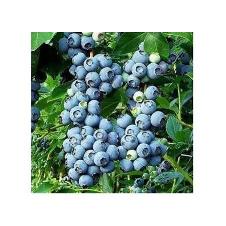 Yaban Mersini Blue Gold