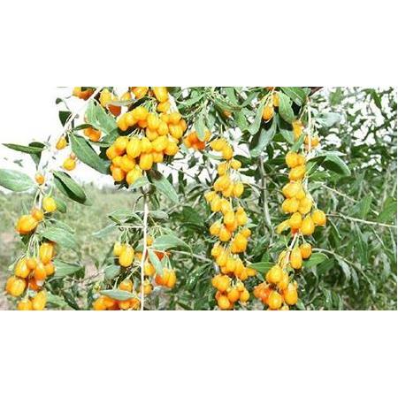 Goji Berry Sarı