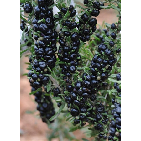 Goji Berry Siyah