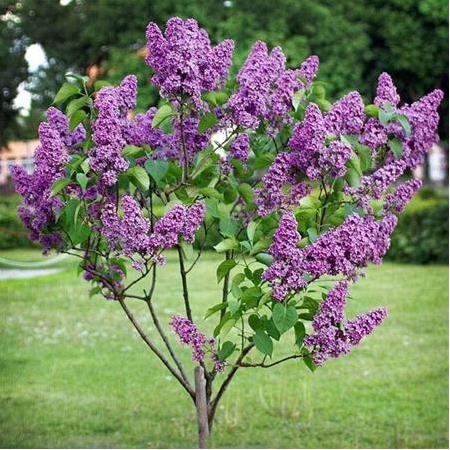 Leylak Fidanı Mor Kokulu 80 cm