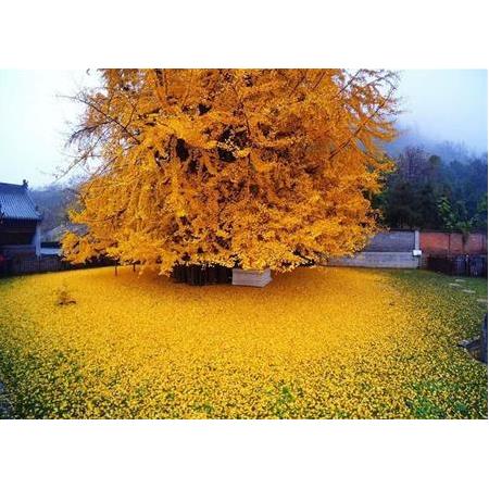 Ginkgo Biloba Mabet Ağacı 40 cm