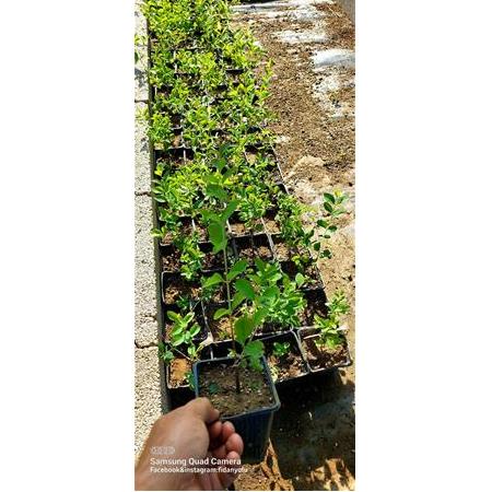 Beyaz İnci Çalısı Caprifoliaceae 20 cm