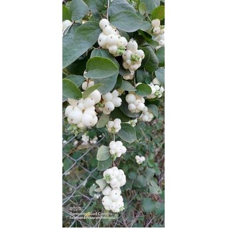 Beyaz İnci Çalısı Caprifoliaceae 20 cm