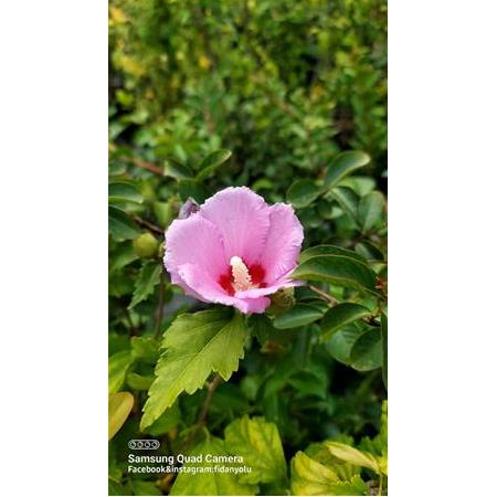 Ağaç Hatmi Hibiscus sinensis Tüplü Pembe 60 cm