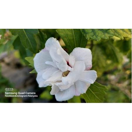 Ağaç Hatmi Hibiscus sinensis Tüplü Beyaz 60 cm