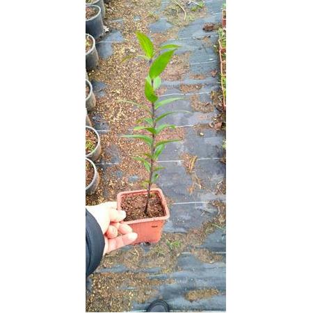 Casablanca Lilium Zambak Saksılı 2 adet