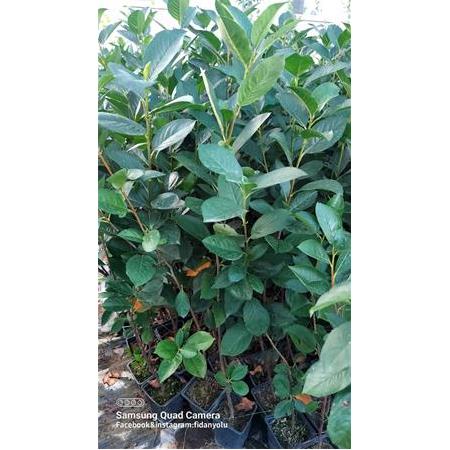 Aronia Berry Doku Kültürü 4 yaş Saksılı 60.70 cm