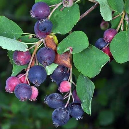 Saskatoon Berry Northline 30 cm saksılı