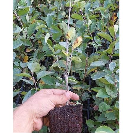 Saskatoon Berry Northline 30 cm saksılı